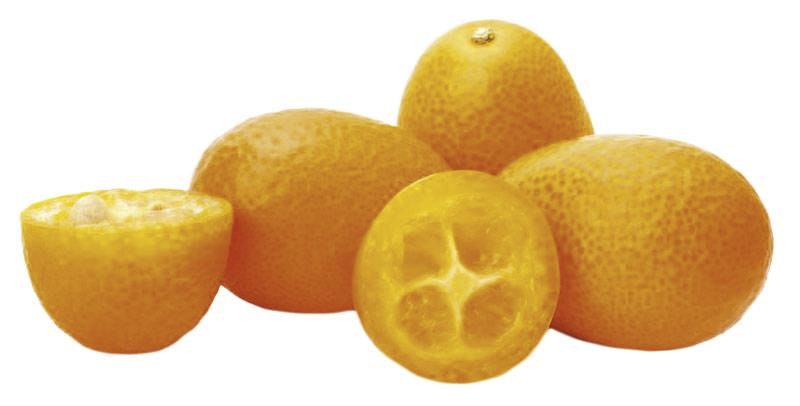 kumquat